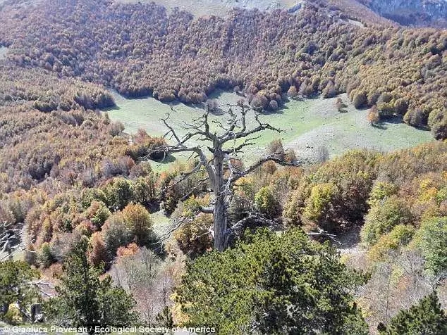 这棵欧洲古老的树在意大利被发现了(图3)