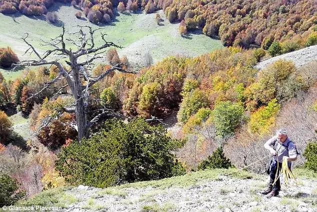 这棵欧洲古老的树在意大利被发现了(图5)
